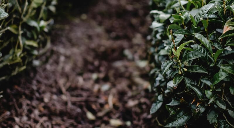 Benefícios da Camellia sinensis